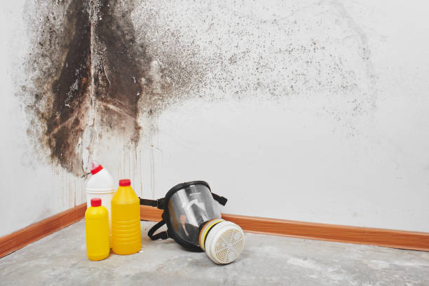 Best Mold Damage Repair  in Magee, MS