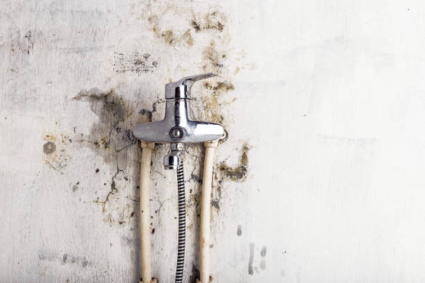 Best Affordable Mold Removal  in Magee, MS