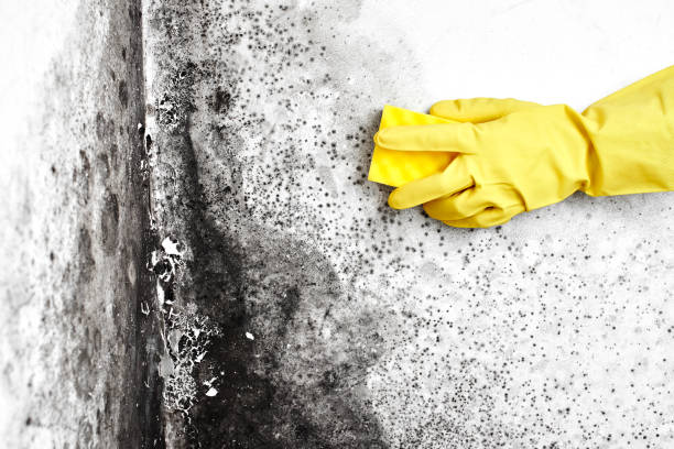 Mold Testing and Removal in Magee, MS