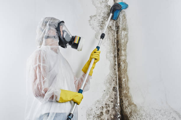Best Mold Remediation  in Magee, MS