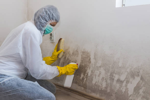 Best Home Mold Removal  in Magee, MS