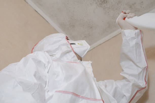 Best Local Mold Removal Service  in Magee, MS