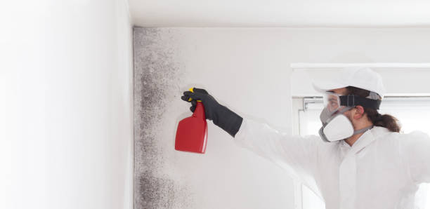 Best Attic Mold Removal  in Magee, MS