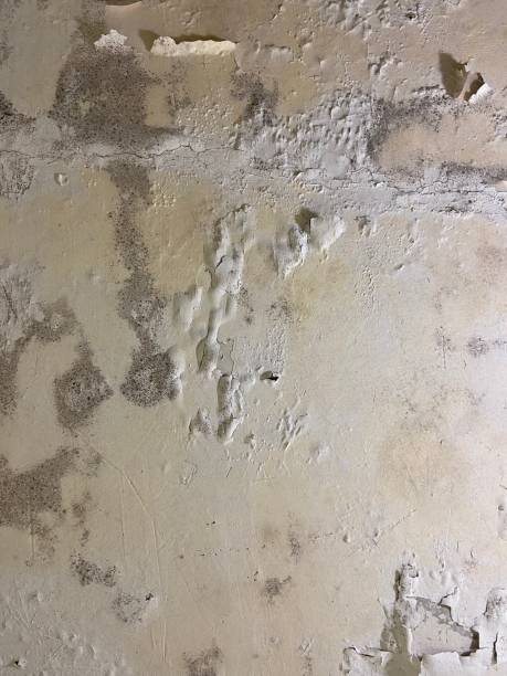 Best Certified Mold Removal  in Magee, MS