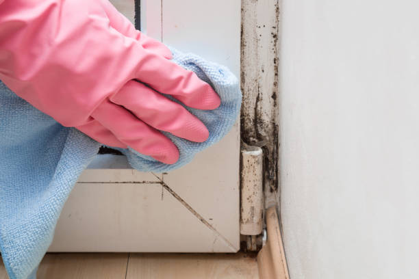 Best Best Mold Removal Companies  in Magee, MS